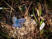 Argus oder Geißklee Bläuling